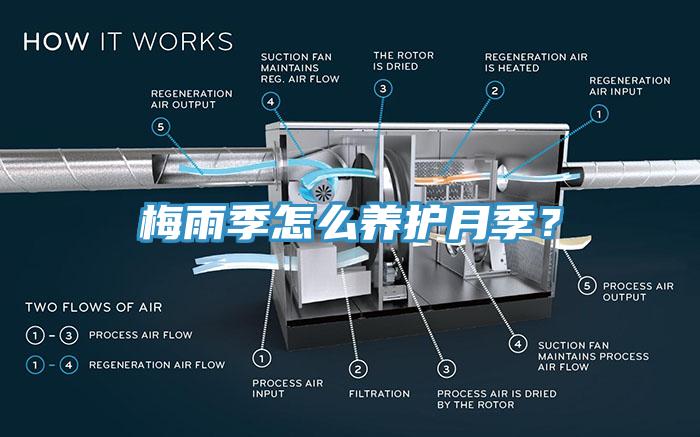 梅雨季怎么養(yǎng)護月季？