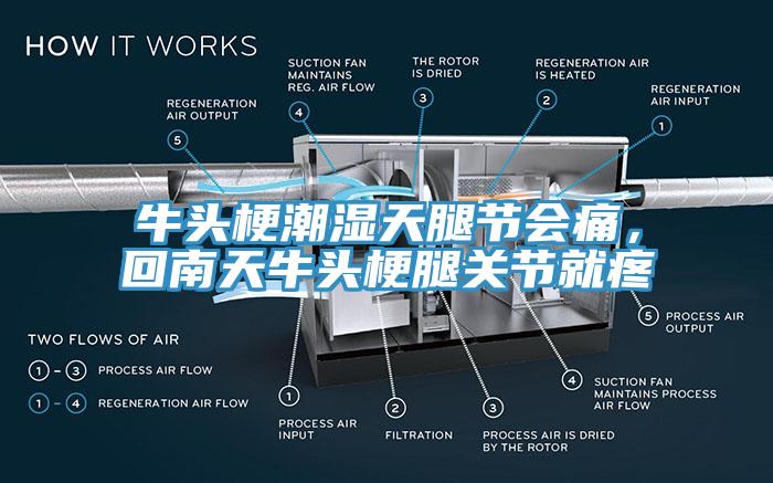 牛頭梗潮濕天腿節(jié)會痛，回南天牛頭梗腿關節(jié)就疼