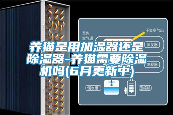 養(yǎng)貓是用加濕器還是除濕器-養(yǎng)貓需要除濕機(jī)嗎(6月更新中)